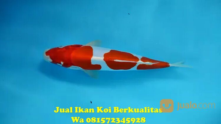 Distributor Ikan Koi Terkenal di Kebumen 081572345922