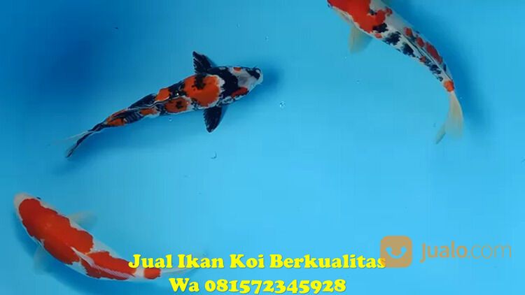 Distributor Ikan Koi Terkenal di Kebumen 081572345922