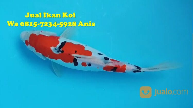 Distributor Ikan Koi Terkenal di Kebumen 081572345922