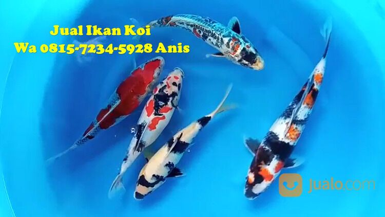 Distributor Ikan Koi Terkenal di Kebumen 081572345922