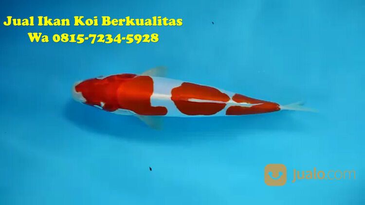 Distributor Ikan Koi Terkenal di Magelang 081572345922