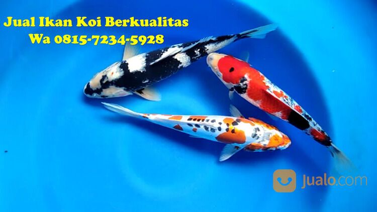 Distributor Ikan Koi Terkenal di Magelang 081572345922