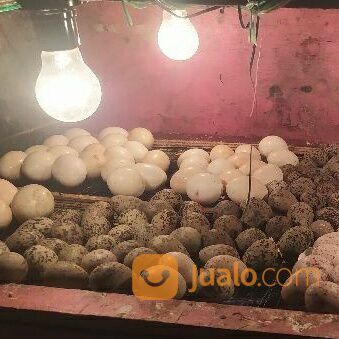 Telur belibis paruh Hitam siap ditetaskan