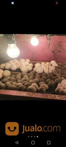 Telur belibis paruh Hitam siap ditetaskan
