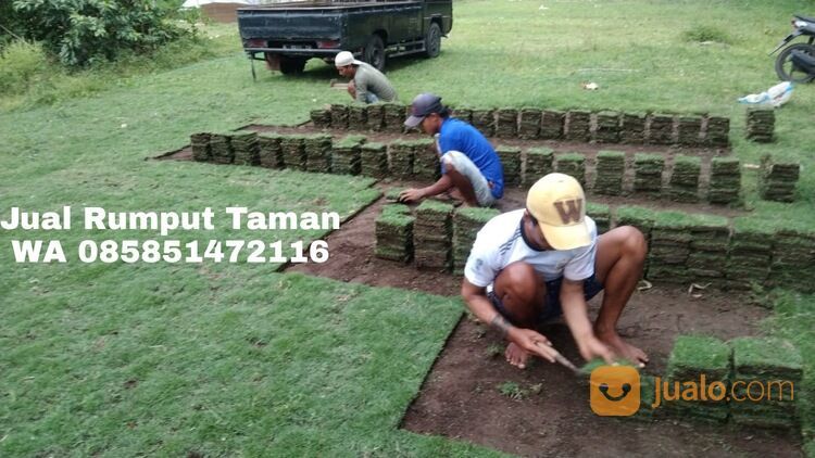 Harga rumput manila Bantul terdekat siap kirim murah