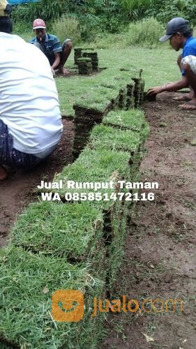 Harga rumput manila Bantul terdekat siap kirim murah