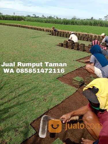 Harga rumput manila Bantul terdekat siap kirim murah
