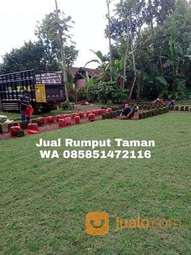 Harga rumput manila Bantul terdekat siap kirim murah