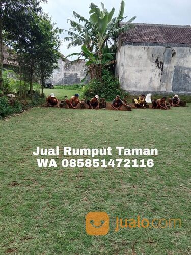 Harga rumput manila Bantul terdekat siap kirim murah