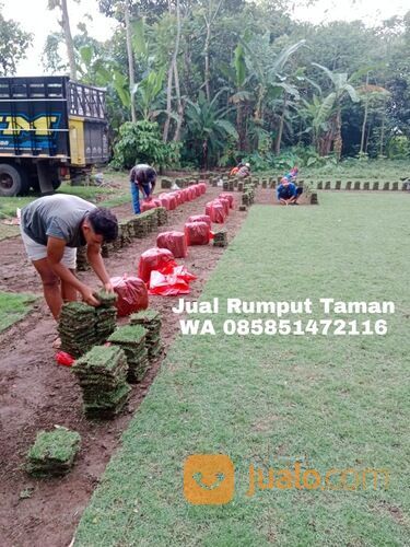Harga rumput manila Bantul terdekat siap kirim murah