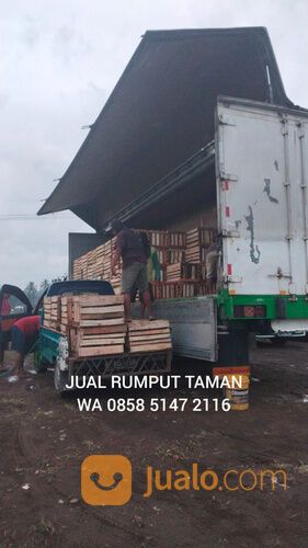 Harga rumput manila Bogor rumput hijau segar siap panen