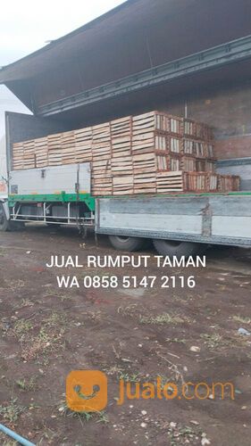 Harga rumput manila Bogor rumput hijau segar siap panen