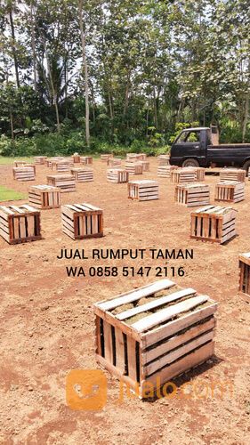Harga rumput manila Bogor rumput hijau segar siap panen