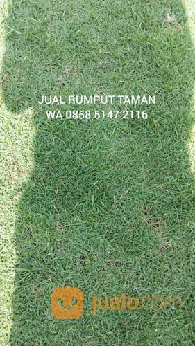 Harga rumput manila Bogor rumput hijau segar siap panen