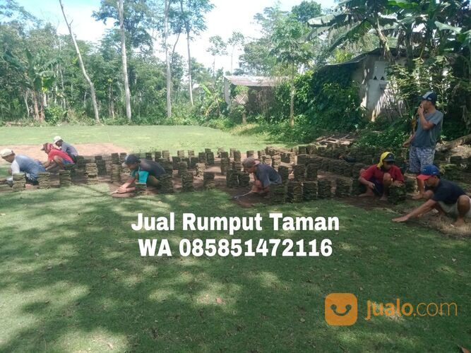 Harga rumput manila Bogor rumput hijau segar siap panen