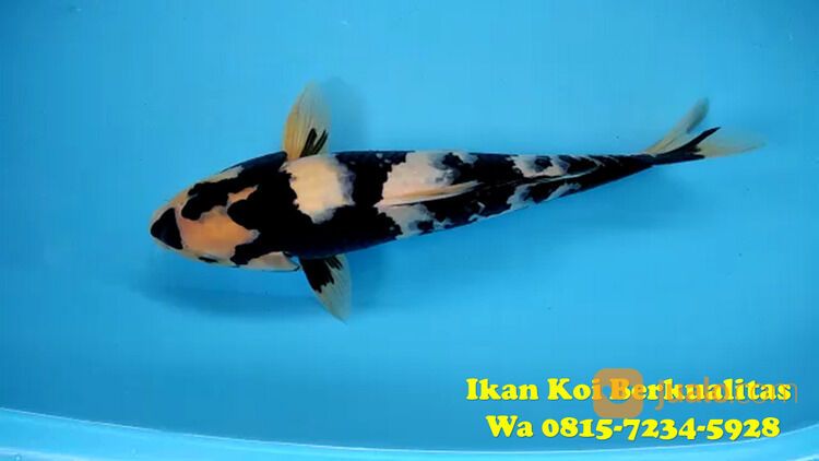 Distributor Ikan Koi Terkenal di Pandegelang 081572345922