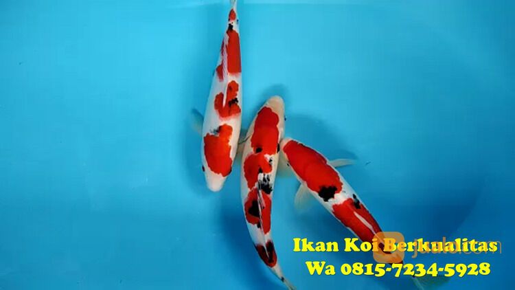 Distributor Ikan Koi Terkenal di Pandegelang 081572345922