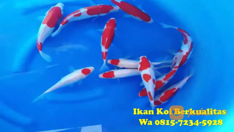 Distributor Ikan Koi Terkenal di Pandegelang 081572345922