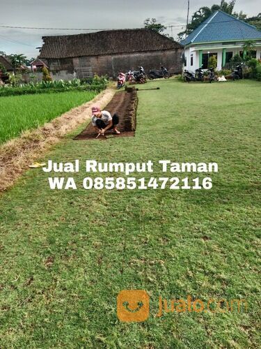 Harga rumput manila Kota Depok terdekat siap kirim murah