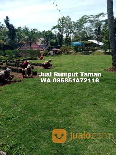 Harga rumput manila Kota Depok terdekat siap kirim murah