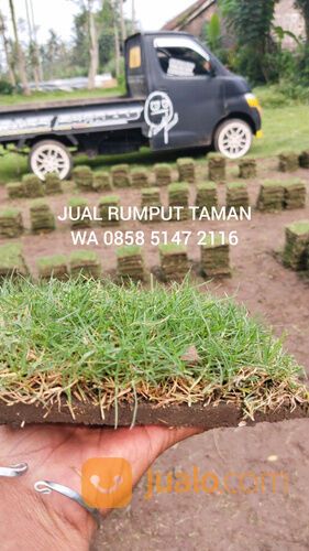 Harga rumput manila Kota Depok terdekat siap kirim murah
