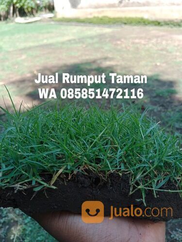 Harga rumput manila Kota Depok terdekat siap kirim murah