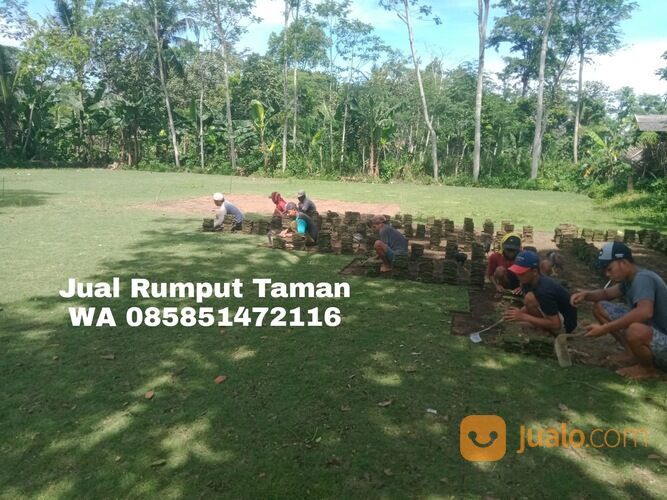 Harga rumput manila Kota Depok terdekat siap kirim murah