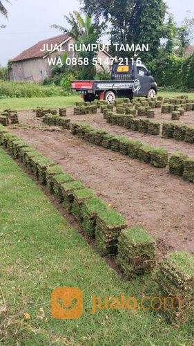 Harga rumput manila Karangasem siap tanam kwalitas terjamin