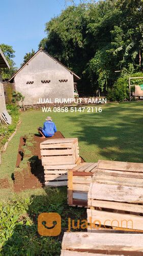 Harga rumput manila Karangasem siap tanam kwalitas terjamin