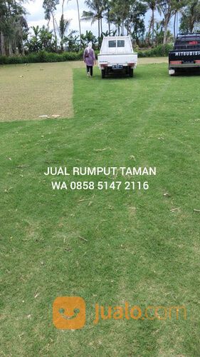 Harga rumput manila Karangasem siap tanam kwalitas terjamin