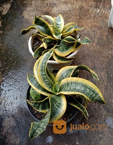 Sansiver Twister Daun Melingkar