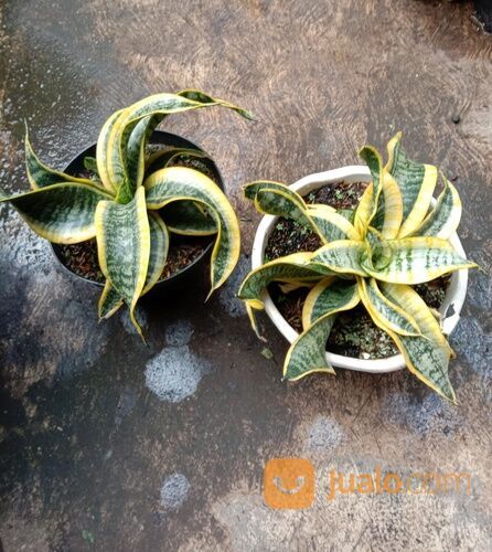 Sansiver Twister Daun Melingkar