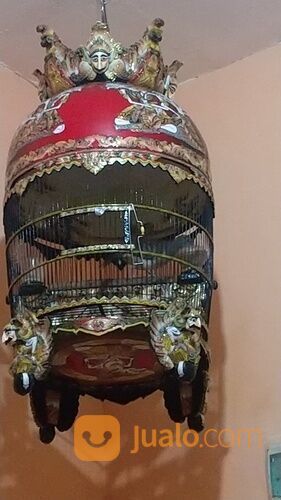 Peternak Perkutut Bangkok Boja Kendal Jateng