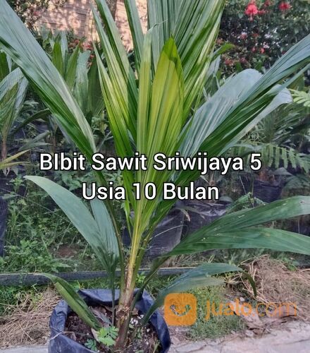 Bibit Sawit Sriwijaya 5 Usia 10 Bulan