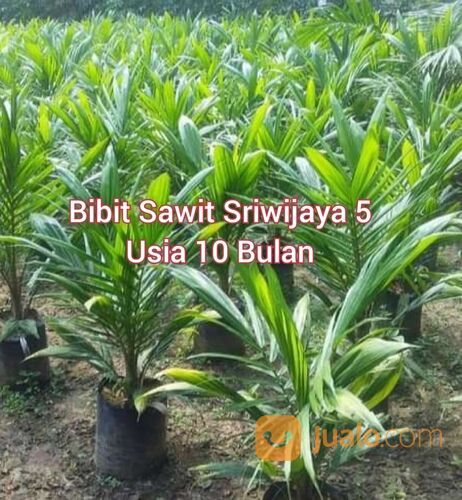 Bibit Sawit Sriwijaya 5 Usia 10 Bulan