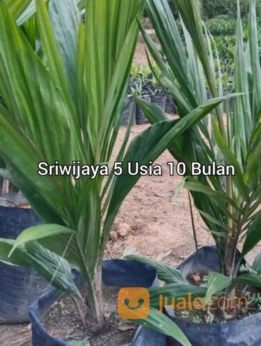 Bibit Sawit Sriwijaya 5 Usia 10 Bulan
