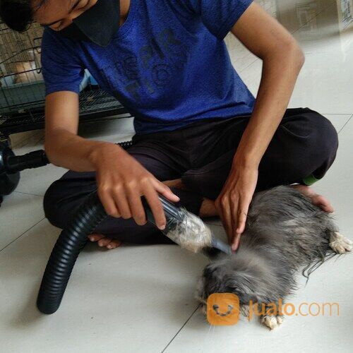 Jasa mandi kucing dan anjing keliling