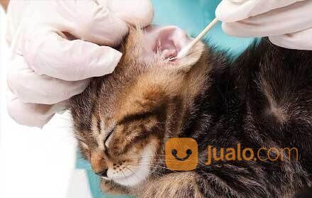 Jasa mandi kucing dan anjing keliling