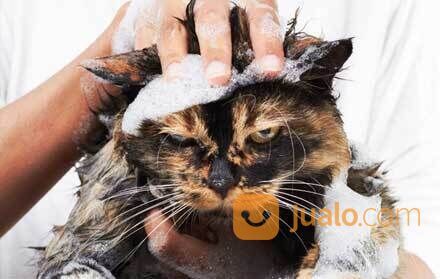 Jasa mandi kucing dan anjing keliling