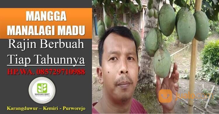 Bibit Mangga Manalagi Madu Unggul