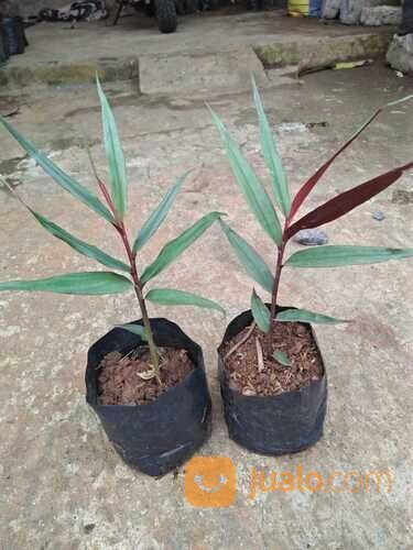 Bibit Tanaman Jahe Wulung / Jahe Hitam - Tanaman Herbal Jahe Wulung Harga Murah