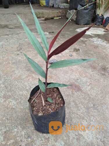 Bibit Tanaman Jahe Wulung / Jahe Hitam - Tanaman Herbal Jahe Wulung Harga Murah