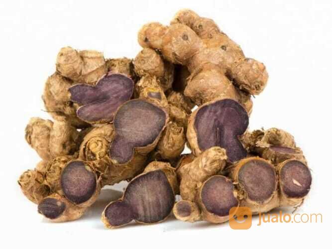 Bibit Tanaman Jahe Wulung / Jahe Hitam - Tanaman Herbal Jahe Wulung Harga Murah