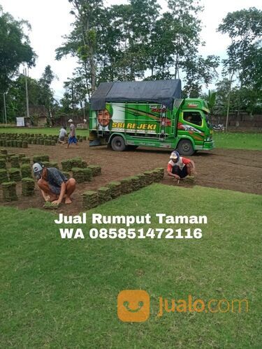 Harga rumput bermuda Ngasem,Kediri siap kirim kwalitas terbaik