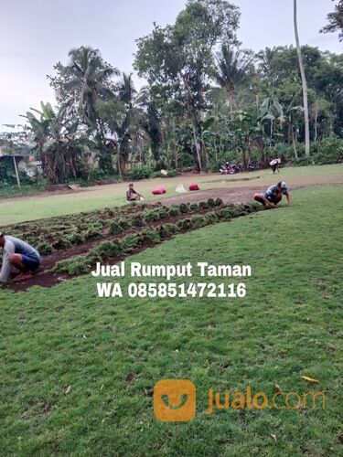 Harga rumput bermuda Ngasem,Kediri siap kirim kwalitas terbaik