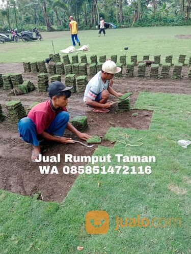 Harga rumput bermuda Ngasem,Kediri siap kirim kwalitas terbaik