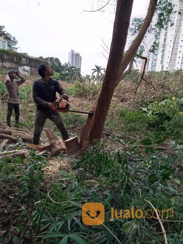 Jasa Tebang Pohon Dan Potong Rumput Liar