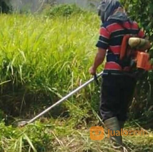 Jasa Tebang Pohon Dan Potong Rumput Liar