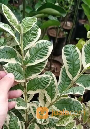 Bibit Tanaman Hias & Buah Jambu Varigata/Variegata - Jambu Unik