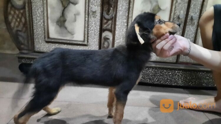 ANAK ANJING DOBERMAN 3,5JUTA BETINA 1 BULAN LEBIH HUB 085781077788